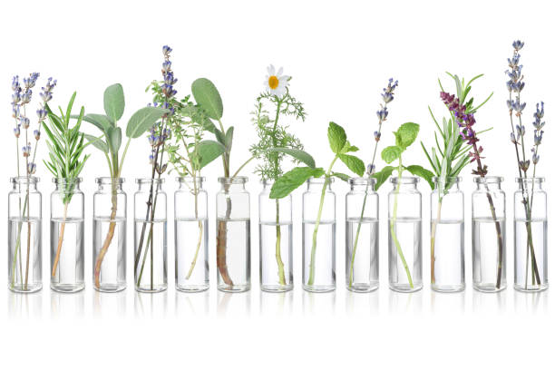 istock Set of different essential oils with herbs isolated on white 1913194766