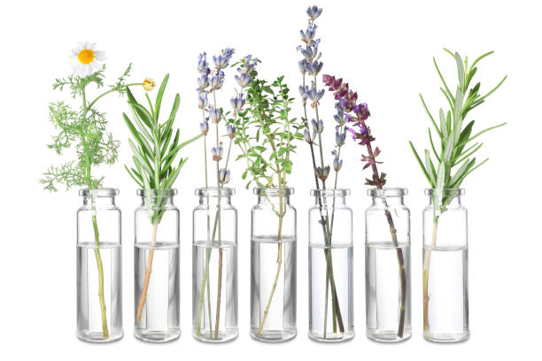 istock Set of different essential oils with herbs isolated on white 1913194773