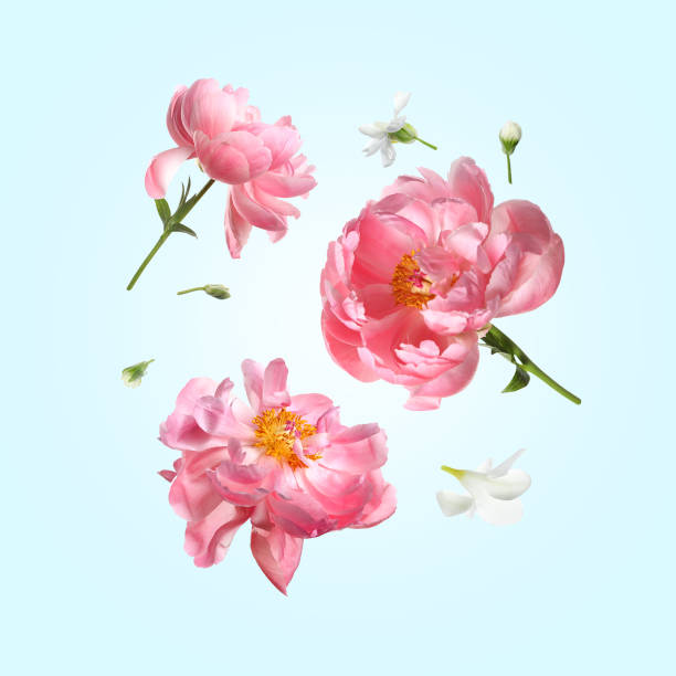 istock Beautiful coral peony flowers falling on pastel light blue background 1913194774