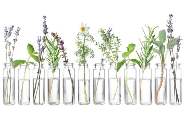istock Set of different essential oils with herbs isolated on white 1913195294