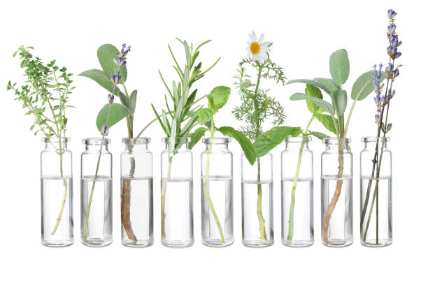 istock Set of different essential oils with herbs isolated on white 1913195303