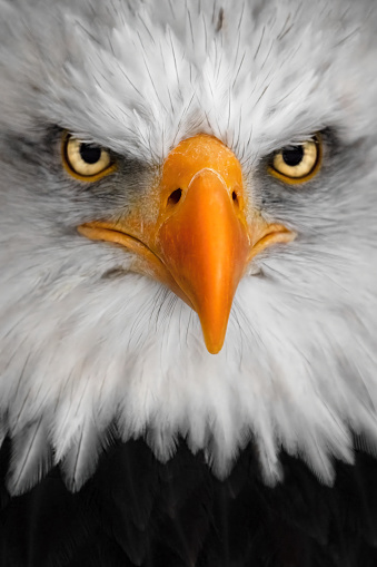 Exteme close-up portrait of a bald eagle (Haliaeetus leucocephalus) looking into the camera, full frame, vertical