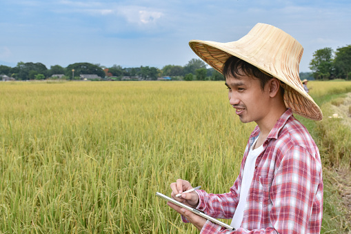 Asian young male farmer wears palm hat and red-white shirt, holds taplet, stands in the middle of rice paddy field which is ready to harvest to do growing information, concept for using technology with agriculture.