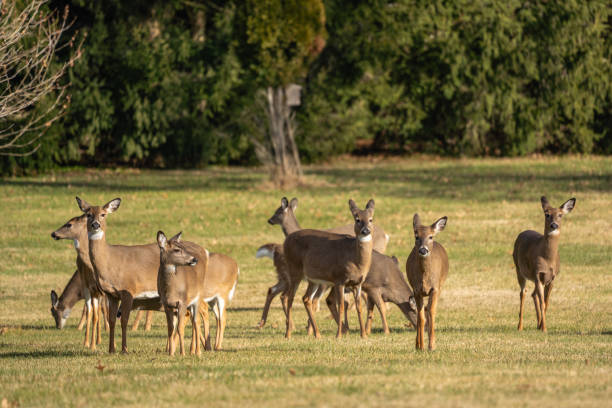 Group of White-Tailed Deer Grazing in Park