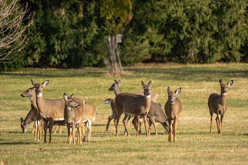 Curious herd of White-tailed Deer (Odocoileus virginianus) grazing in field.