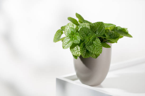 Creeping charlie ornamental plant or pilea nummulariifolia Creeping charlie ornamental plant (pilea nummulariifolia) in the gray pot on a white wooden table. pilea nummulariifolia stock pictures, royalty-free photos & images
