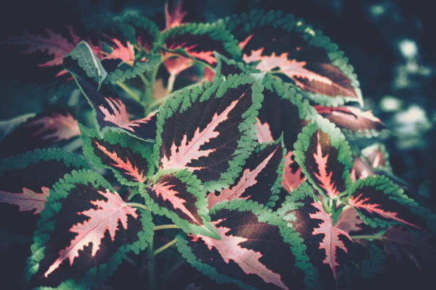 istock Closeup green leaves backgroun; Natural foliage textured 1913242955
