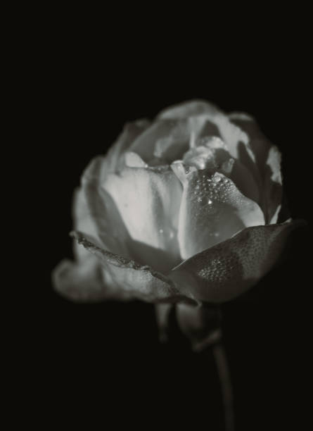 istock Close up rose, nature background, black and white 1913242960