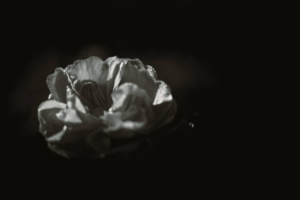 Close up rose, nature background, black and white