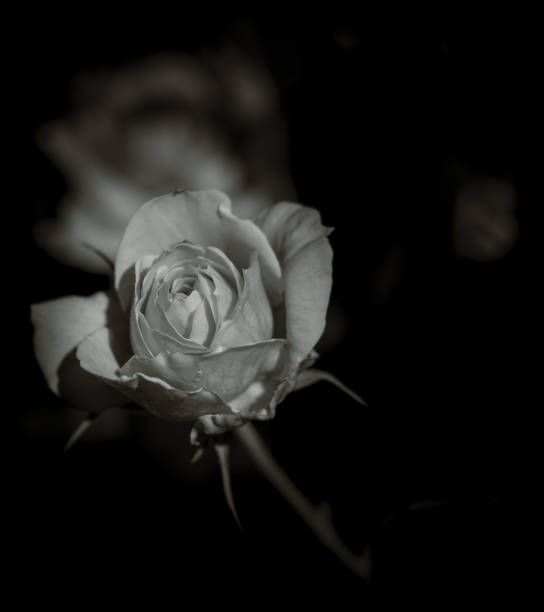 istock Close up rose, nature background, black and white 1913242966