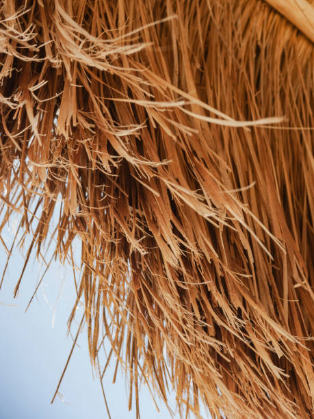 istock Close up on detail palapa 1913255113