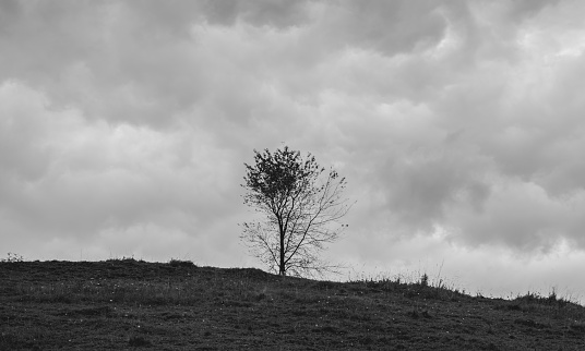 Single Tree on land field, black and white, half dried