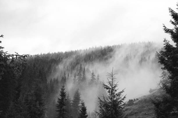Pine forest with clouds fog surrounding it, mystery