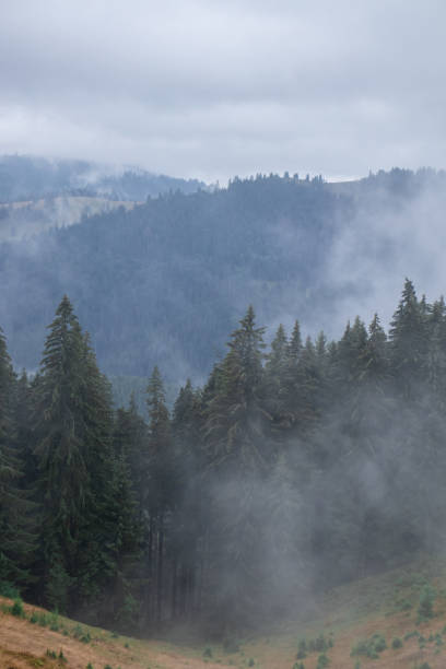 istock Pine forest with clouds fog surrounding it 1913269634