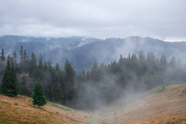 istock Pine forest with clouds fog surrounding it 1913269641
