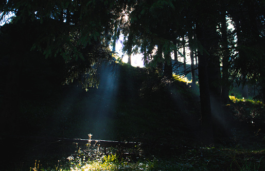 Sunlight filtering through a misty forest.I invite you to view some of my other Forest images: