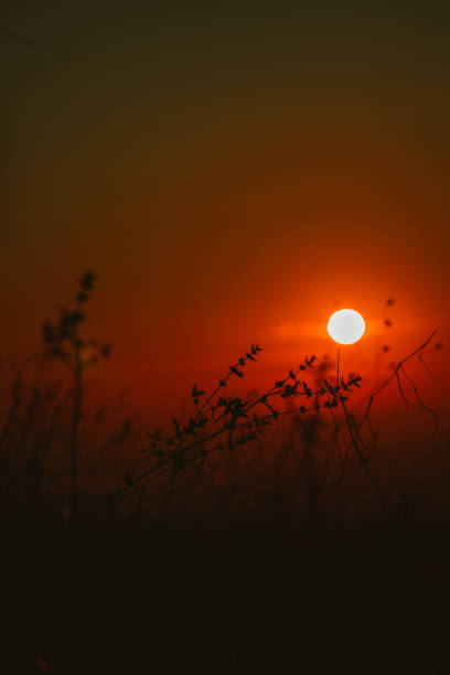 Silhouette of wild grass against orange sky during sunset