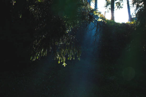 istock Pine forest, drops of water on trees, fog and sunlight 1913283047
