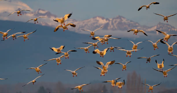 istock Snow Geese in Flight With Mount Baker Backdrop in Winter in Skagit Valley Washington 1913294949