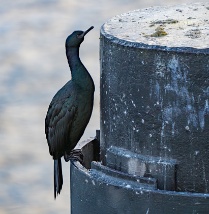 Pelagic Cormorant Rest on a Ferry Dock Piling