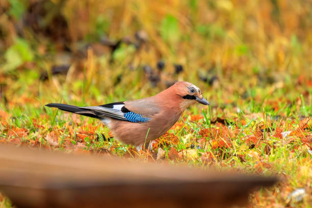 istock Beautiful Eurasian jay (Garrulus glandarius) in autumn 1913329305