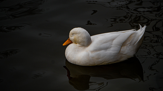 A white duck on a dark pond