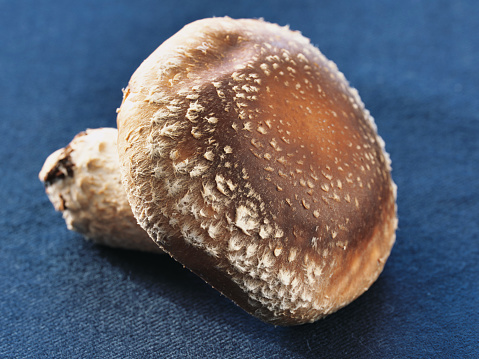 Tokyo, Japan - January 7, 2024: Closeup of isolated shiitake mushroom