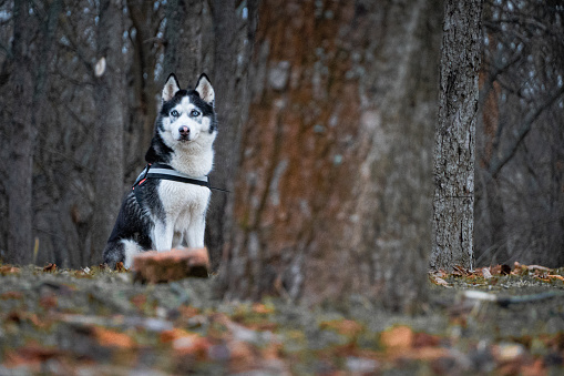 It was a beautiful, warm january day in Bucharest, so me and Maya went for a walk and a fresh 2024 photo session in the park. She will turn 11 on the 1st of february, buy it seems like she hasn’t forgot how to pose for the camera. Happy 2024 everyone!