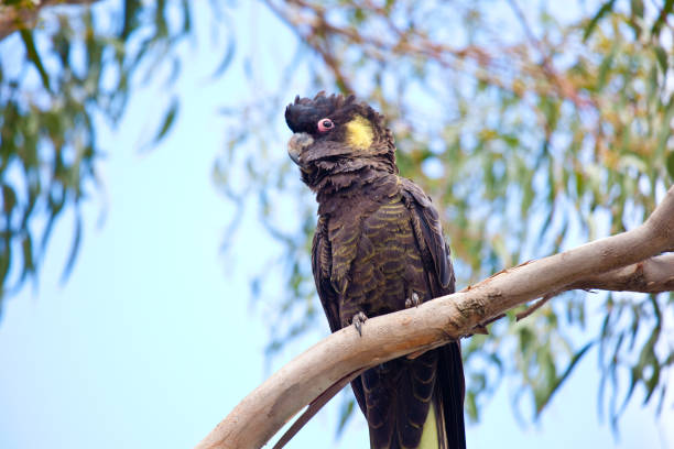 istock Yellow-tailed Black Cockatoo 1913414308