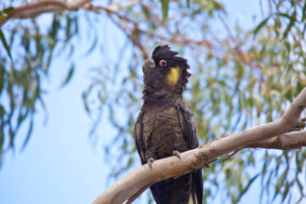 istock Yellow-tailed Black Cockatoo 1913414309
