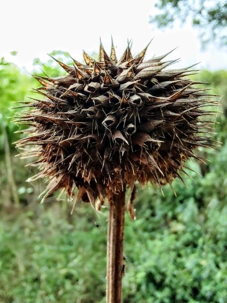 istock flower of thorns 1913415392