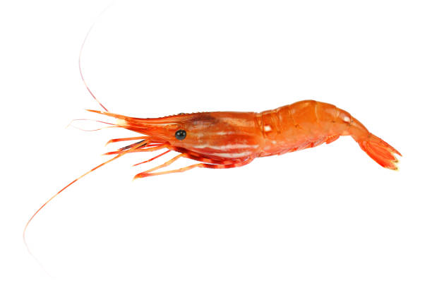 istock fresh raw red coral shrimp isolated on white background 1913415579