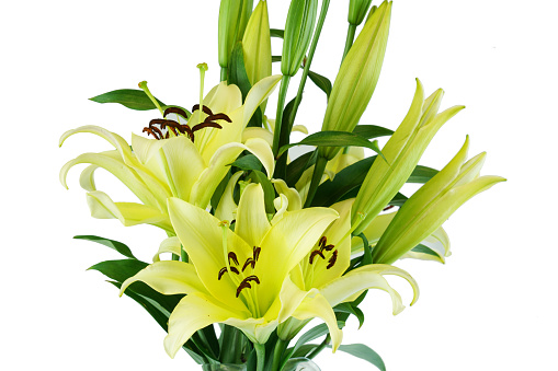 blooming yellow lily isolated on white background