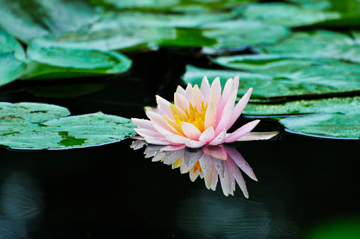 blossoming lotus and waterlily flowers in pond