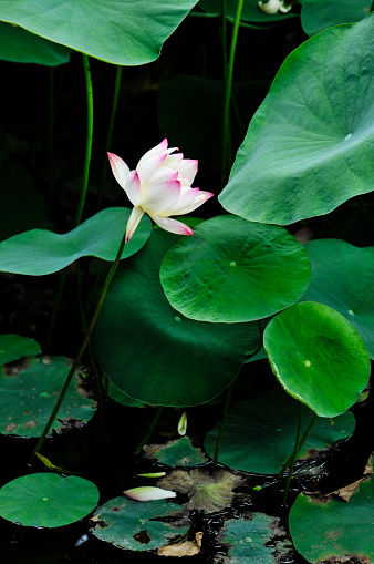 blossoming lotus and waterlily flowers in pond