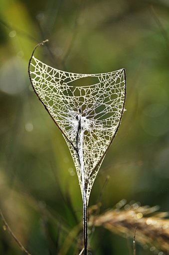Spider web on wineglass-shaped plant stem.