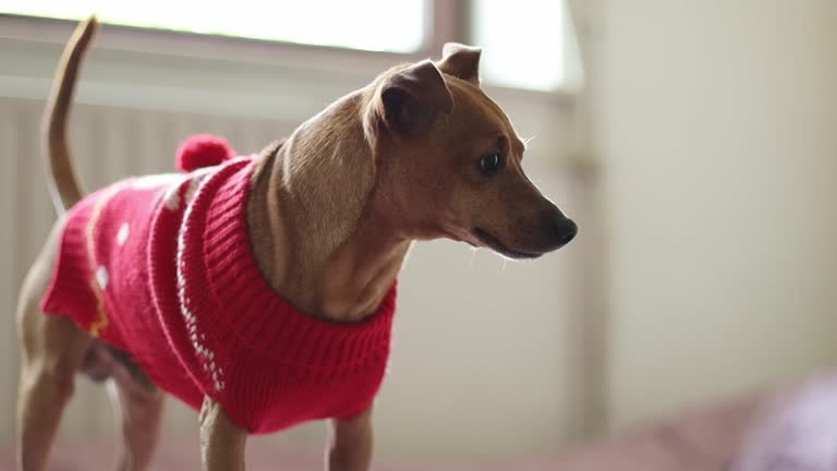 A purebred brown miniature pinscher in a red Christmas sweater stands on a bed