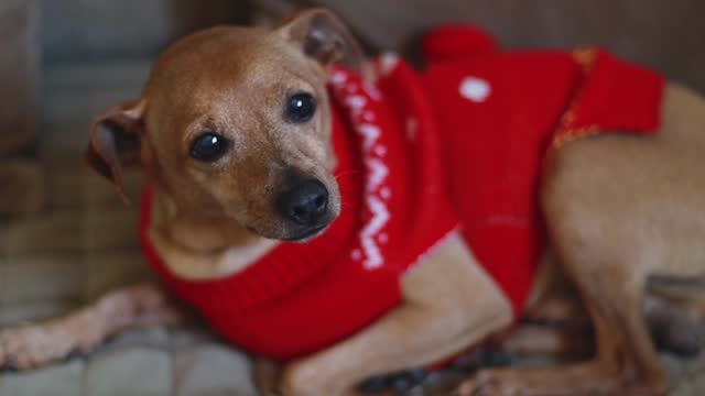 Beautiful purebred Miniature Pinscher in a red Christmas sweater sits on a sofa and looks cutely