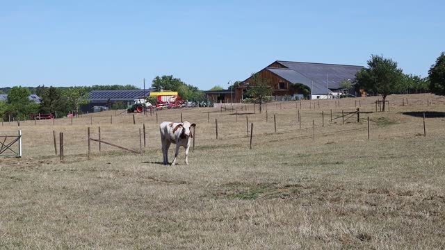 A cow with a brown and white coloration stands in a field
