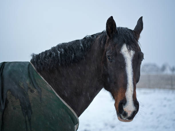 istock Aristotle’s in the snow 1913465456