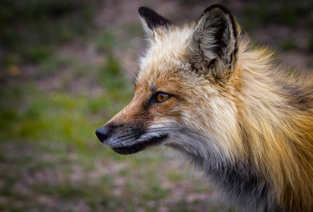 istock Portrait of Fox 1913510503