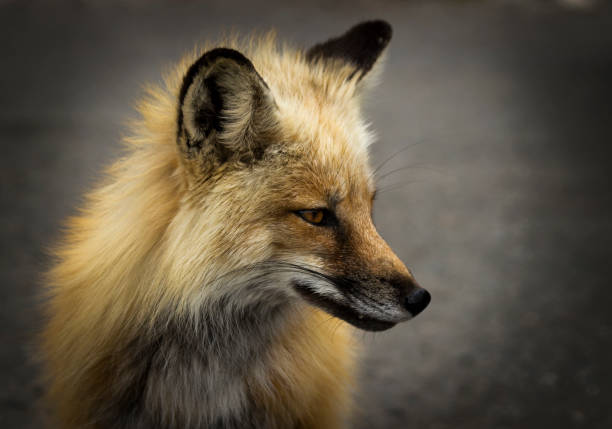 istock Portrait of Fox 1913510504