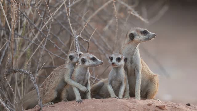 Alert meerkat (Suricata suricatta) family in natural habitat, Kalahari desert, South Africa