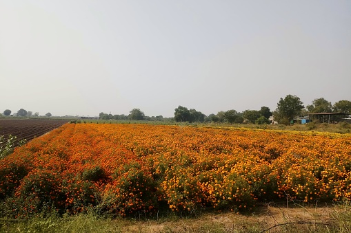 Agricultural, Harsol to Ranasan Road, Sabarkhath, Gujarat