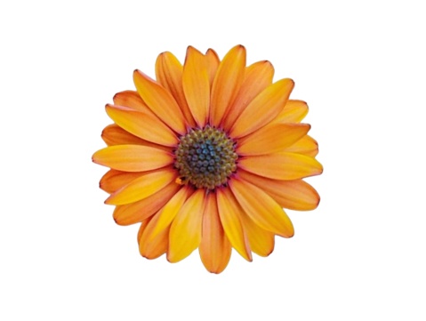 The white background in the picture is a bright orange gazania flower with long, oval orange petals stacked in a double circle, with a few green stamens in the center.