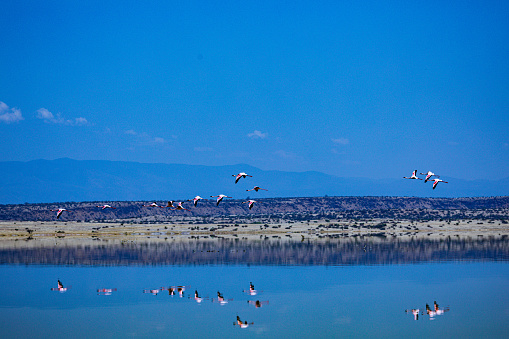 Lake Magadi is the southernmost lake in the Kenyan Rift Valley, lying in a catchment of faulted volcanic rocks, north of Tanzania's Lake Natron. During the dry season, it is 80% covered by soda and is well known for its wading birds, including flamingos.