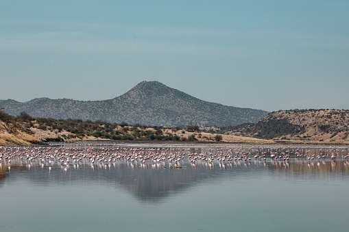 Lake Magadi is the southernmost lake in the Kenyan Rift Valley, lying in a catchment of faulted volcanic rocks, north of Tanzania's Lake Natron. During the dry season, it is 80% covered by soda and is well known for its wading birds, including flamingos.