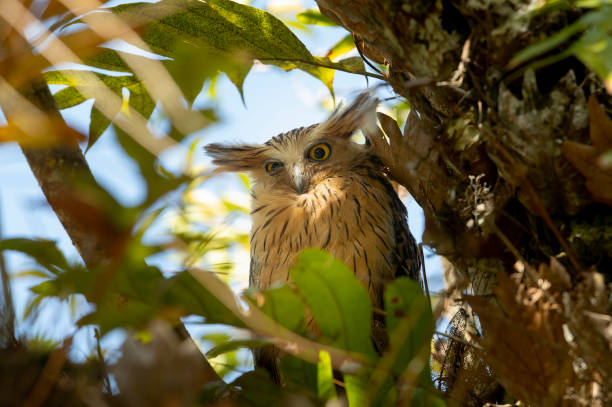 istock Camouflage of birds, Brown Fish Owl 1913673263