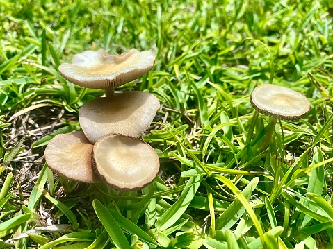 Horizontal close up of small flat gold tan mushrooms that popped up in green rural yard grass after rain in country Australia