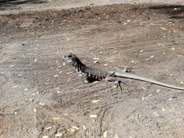 istock Butterfly agama or Small-scaled or Ground lizard  on the sand 1913722559